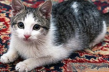 Doenças E Vírus Comuns Em Gatos