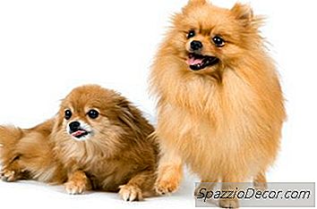 Como Escovar Um Cachorro Pomeraniano Com Casaco De Pêlo