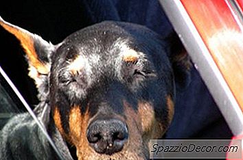 Como Transportar Um Cachorro Em Um Carro