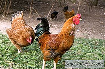 Kompostering Af Kyllinggødning Og Halm