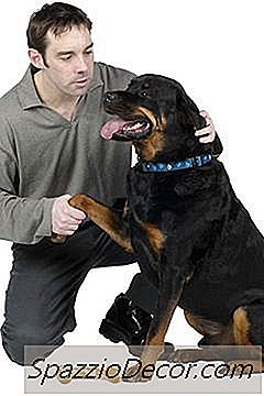Doen Rottweilers De Verzekering Van Huiseigenaren Omhoog?