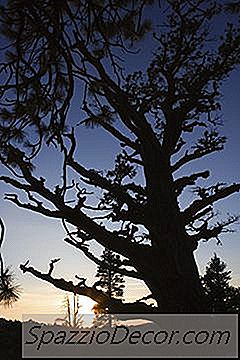 O Seguro De Proprietário Cobre Uma Árvore Morta Na Minha Propriedade?