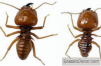 Czy Ubezpieczenie Domu Obejmuje Termity?
