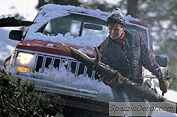 O Seguro Cobre Uma Árvore Que Cai No Seu Carro?