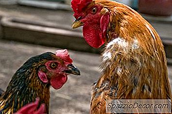 Exemples D'Engrais Organiques