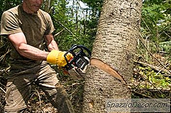 Quanto Custa A Remoção De Árvores?