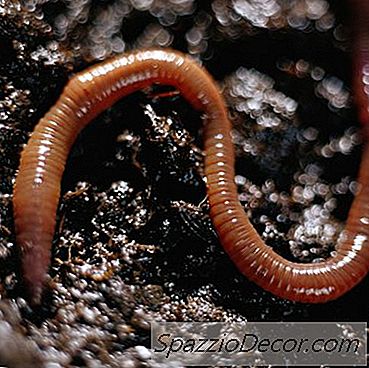 Cómo Hacer Compost Con Gusanos En El Interior