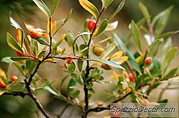 Hur Man Förhindrar Avrinning På En Snedställd Gräsmatta