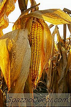 Tahıl Piyasası Fiyatları Nasıl Anlaşılır