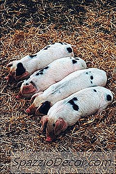 Фондовия Пазар Vs. Стоков Пазар