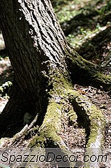 L'Assurance Des Propriétaires Couvre-T-Elle Les Dommages De Base Causés Par Les Racines Des Arbres?