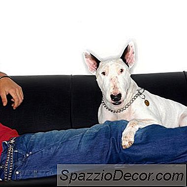 Bir Pit Bull Sahip Olmak Ev Sahiplerinin Sigortasını Artırır Mı?