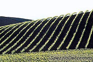 Fertilizarea Strugurilor Cu Compost