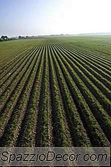 Cum Să Închiriați Teren Agricol