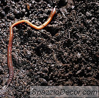 Compostaggio A Verme Su Larga Scala