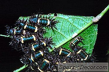 Natuurlijke Insecten- En Ziektebestrijding Voor De Biologische Tuinman