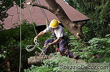 Berapa Biaya Rata-Rata Menghapus Pohon Besar?