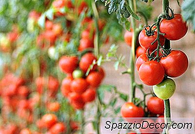 Os Vegetais Mais Fáceis De Crescer Dentro De Casa