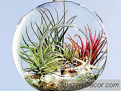 Suloinen Mini Terrariums, Joka Täyttää Kotisi Kasveilla