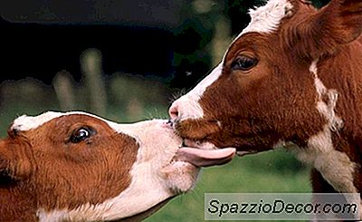 As Vacas Fazem Para Fora E O Afago Das Lagostas: Animais Que Amam Como Seres Humanos