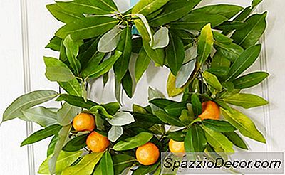 Käsittele Clementine- Ja Magnolia-Seppele Lomakaudelle