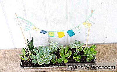 Diy Um Mini Jardim Suculento Neste Verão