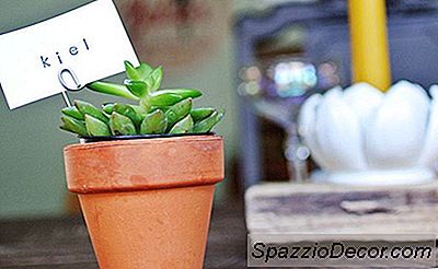 Diy Een Snelle En Geslaagde Instelling Van Succulenten