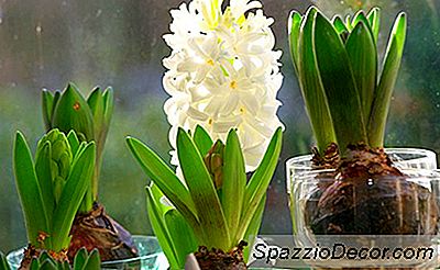 Force Bulbs For Beautiful Winter Blooms Nella Tua Casa