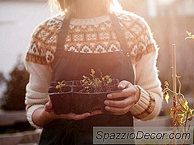 Como Transferir Um Vaso De Plantas Para O Seu Jardim