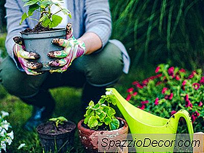 Ya, Anda Boleh Membangun Taman Organik Anda Sendiri