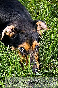 10 Geboden Van Hond Eigendom