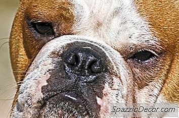 10 Mest Populære Mellomstore Hund Raser