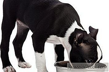 10 Alimentos Naturais Para Cães Sem Grãos Ou Conservantes
