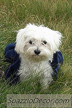 Über Bichon Frise Welpen
