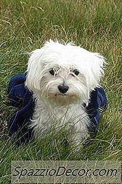 À Propos Des Chiots Bichon Frise