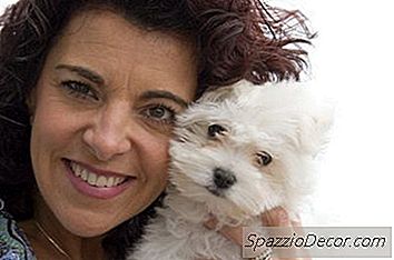 Acerca De Bichon Poodles