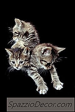 Om Forstoppelse I Kattunger