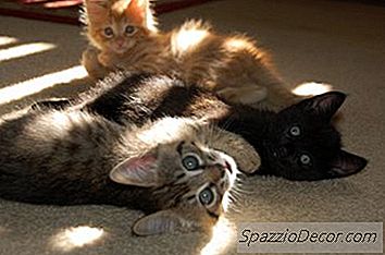 Adotando Gatinhos Selvagens
