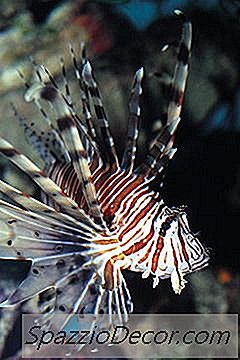 Cichlidés Africains Vs Eau Salée