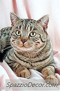 Nachdem Katzen Kastriert Werden, Können Katzen Immer Noch Eine Mutter Für Kätzchen Sein?