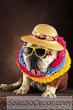 De Nawerkingen Van Anesthesie Bij Honden