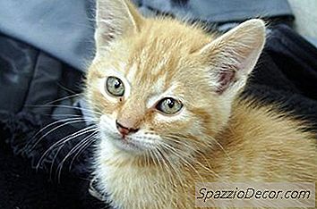 Neuter Kittens의 나이