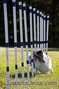 Pelatihan Agility Untuk Campuran Australian Shepherd / Border Collie