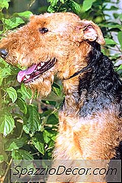 Airedales Un Ādas Infekcijas