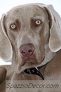 แพ้ใน Weimaraners