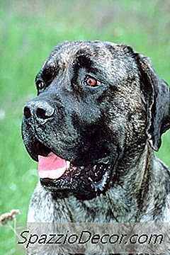 Allergie-Verlichting Voor Een Bullmastiff