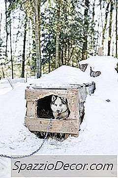 Alternatif Serutan Cedar Untuk Anjing