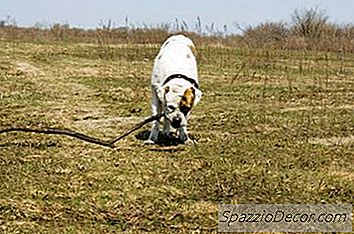 American Bulldog'S Behavior