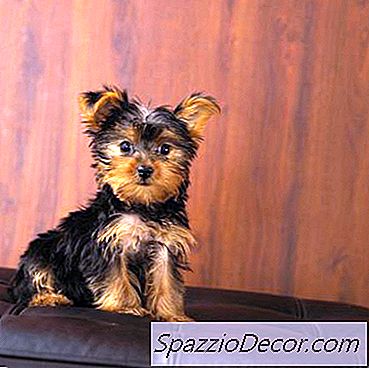 ปัญหาต่อมทวารหนักใน Yorkies