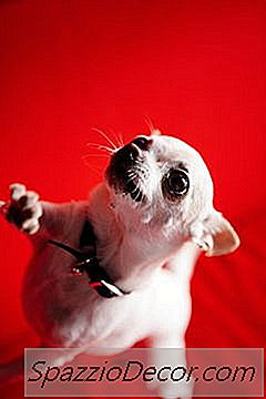 Appetito Di Un Chihuahua